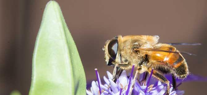 蜜蜂有几条腿和翅膀(蜜蜂有几个腿儿)