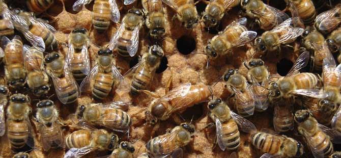 养蜜蜂如何培育蜂王