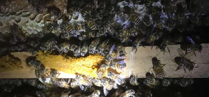 蜜蜂管理