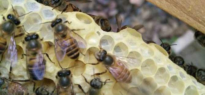 家庭养蜂技术及注意事项(家庭养蜂)