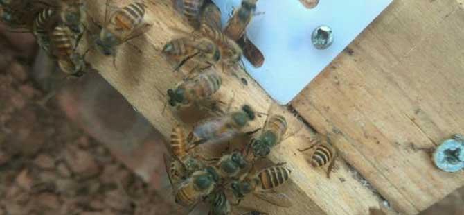 家庭养蜂技术