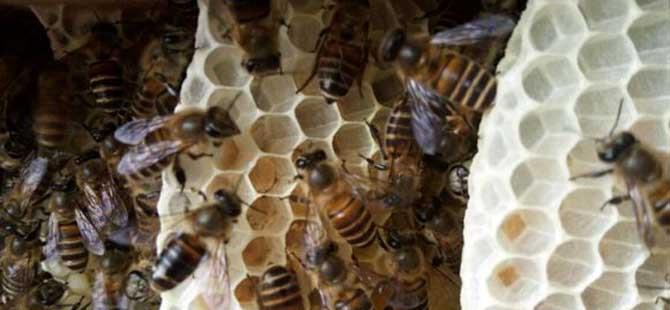 蜜蜂为什么不造脾(小蜜蜂造房子图片)