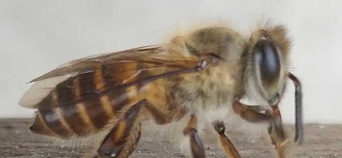 中蜂如何用双王养成强群