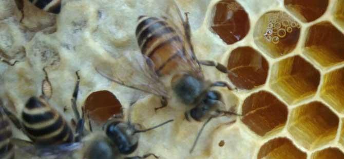 中蜂怎样防治分蜂热(中蜂主要病虫害的诊断与防治)