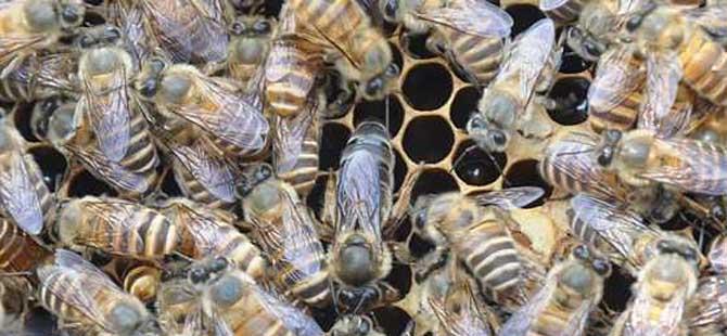 中蜂快速繁殖