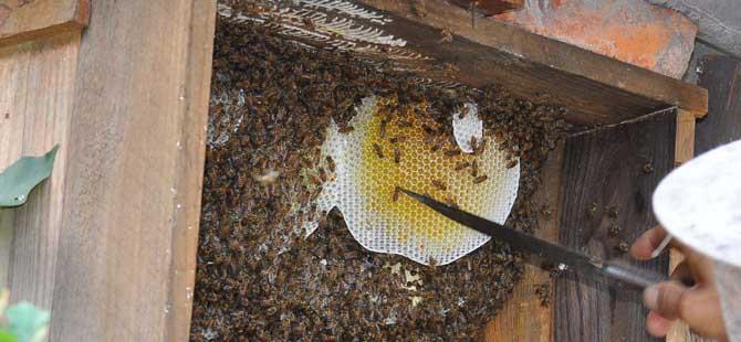 中蜂什么时候取蜜(中蜂蜜和意蜂蜜的区别)