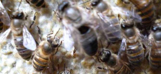 中蜂双王群高效养殖技术(什么是高效养殖技术)