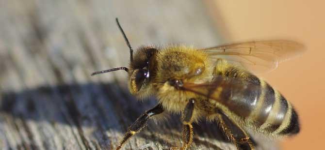 中蜂和意蜂能一起养吗