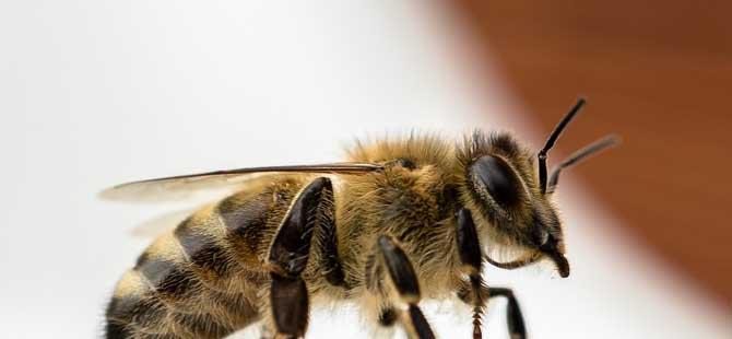 中蜂和意蜂混养的技巧
