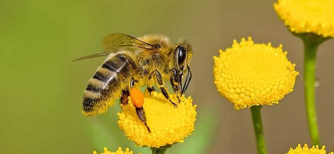 什么气味能让蜜蜂弃巢(甲醛有气味吗)