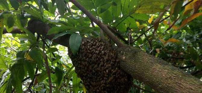 野生蜜蜂诱捕技术(野蜂蜜蜂诱捕方法)