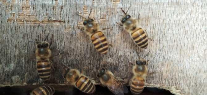 养蜂技术及蜂群管理(养蜂怎样管理蜂群)