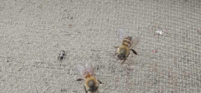 养蜂技术