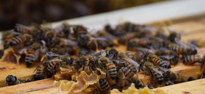 蜜蜂分蜂前有什么征兆