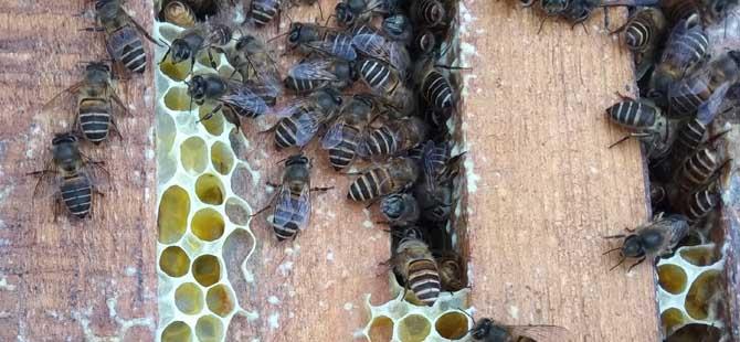 空蜂箱怎么引来蜜蜂(蜜蜂怎样引入蜂箱)