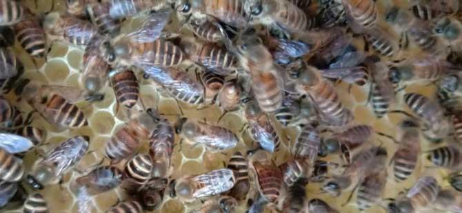 蜜蜂繁殖
