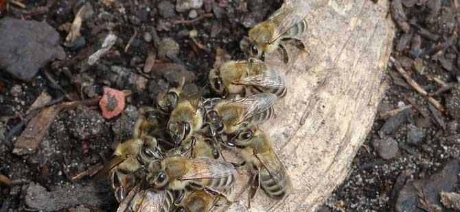 蜜蜂价格多少钱一箱蜂种、季节等不同