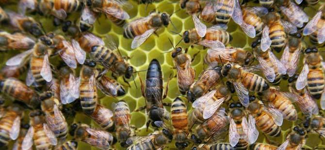 蜂王、工蜂、雄蜂有什么区别形态、发育、职责、寿命均不同！