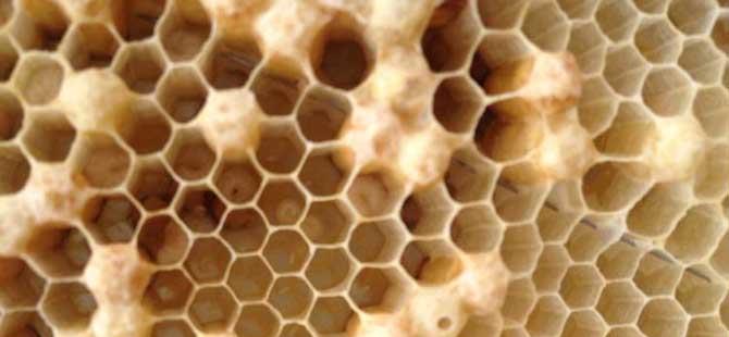 蜜蜂是怎么发育成的三型蜂的发育大不相同