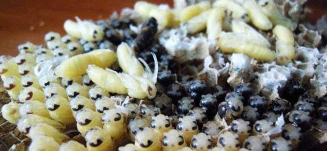 蜂蛹适合什么人群吃这5类人群经常吃蜂蛹对健康大有好处！