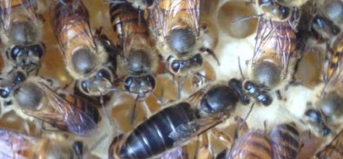 蜜蜂失王有什么表现蜂群有这些现象