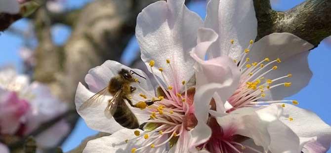 蜜蜂的寿命一般有多长蜂王最长能活9年
