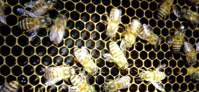 蛋群是怎样炼成的养蜂不注意这些问题