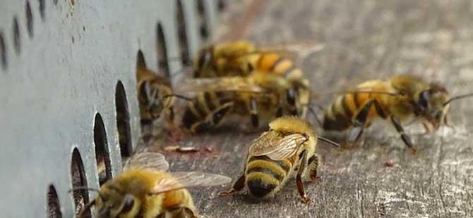 养蜂人过的是什么生活正是这些担心