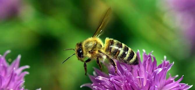蜜蜂为什么要酿蜂蜜并不是“无私奉献”