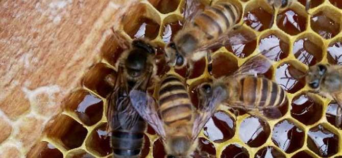 怎样养蜜蜂它才不跑蜂群管理是关键