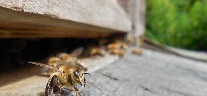 怎样防止蜜蜂逃跑别再剪蜂王翅膀