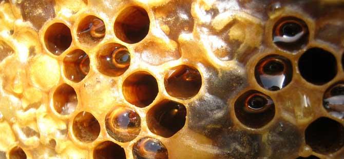 蜂箱取出的未必是真蜂蜜，小心这3种“蜜”
