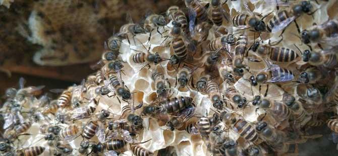蜜蜂怎么养繁殖才快搞好这5个“必须”