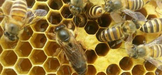 养蜂为什么要换蜂王看完这几个原因