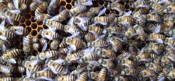 蜜蜂怎么快速繁殖不妨试试奖励饲喂