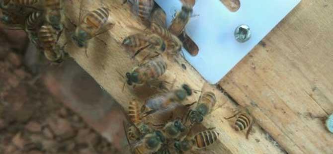 蜜蜂越冬期缺少饲料，利用补助性饲喂
