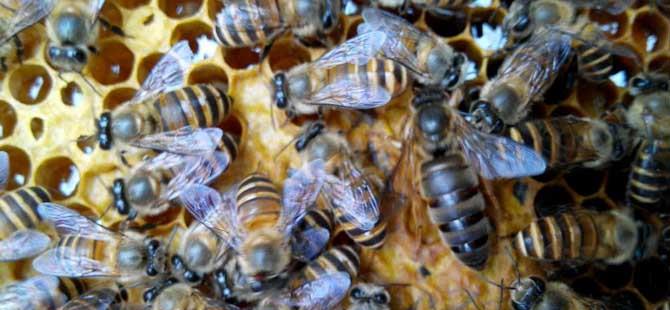 蜂种是养蜂效益的关键，试试这几种方法