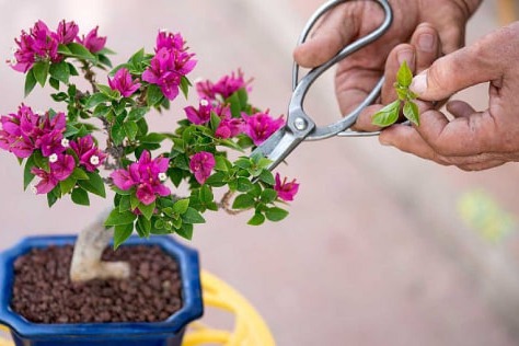 从冬季到春季：养花技巧让你的花儿在春节盛开