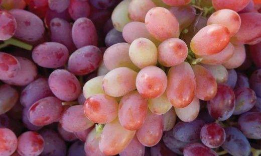 新鲜葡萄怎么保存?葡萄的挑选方法