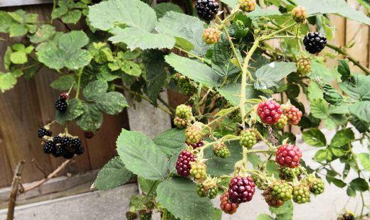 黑莓树可以盆栽吗?什么是黑莓呢?