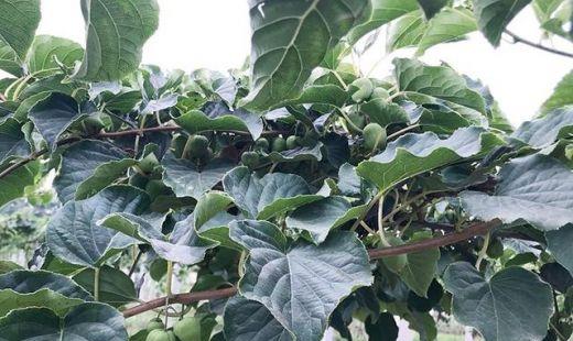 软枣猕猴桃怎么栽培?软枣猕猴桃是什么?