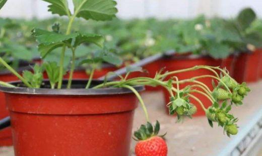 草莓种子种植几个月结果?盆栽草莓苗怎么护理以及栽种注意事项?