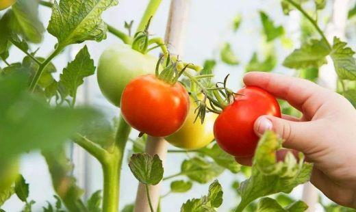 大棚番茄栽培技术?番茄种植注意事项
