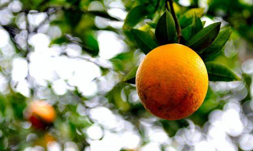 柑橘为什么断根?柑橘种植好处有哪些?