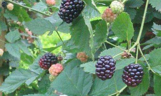 黑莓的功效与作用，红树莓和黑莓的区别