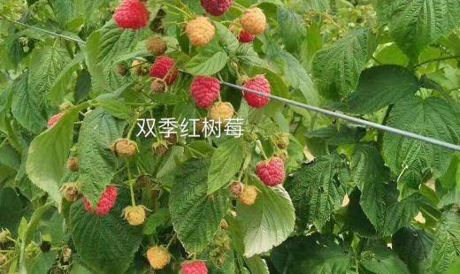 双季红树莓什么品种好?双季红树莓的种植方法