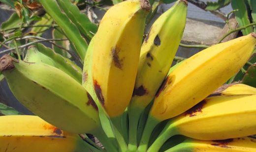 芭蕉和米焦的区别(香蕉和芭蕉有什么区别)