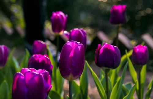 紫色郁金香的花语是什么？紫色郁金香适合送给什么人？