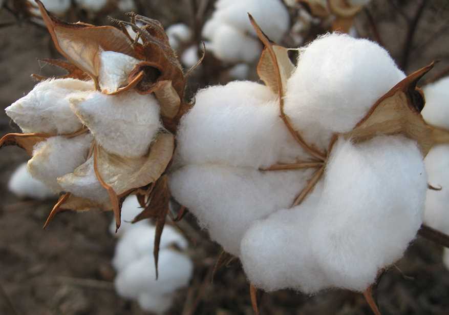 棉籽如何去除棉酚，有哪些方法?