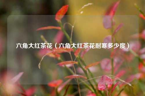 六角大红茶花（六角大红茶花耐寒多少度） 花卉